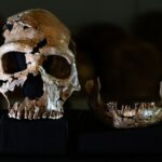 NEANDERTHAL merupakan salah satu